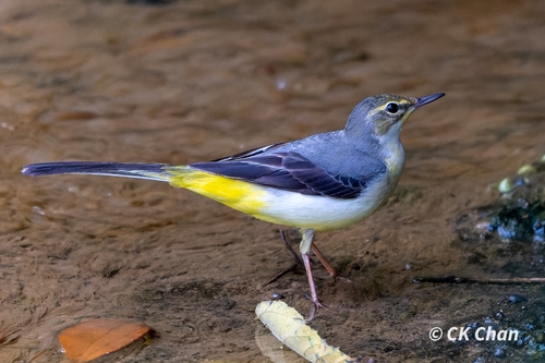Grey Wagtail