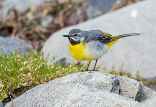 Grey Wagtail