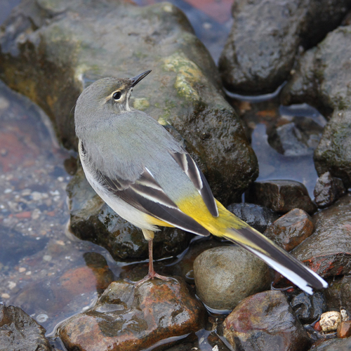 Grey Wagtail