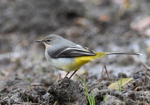 Grey Wagtail