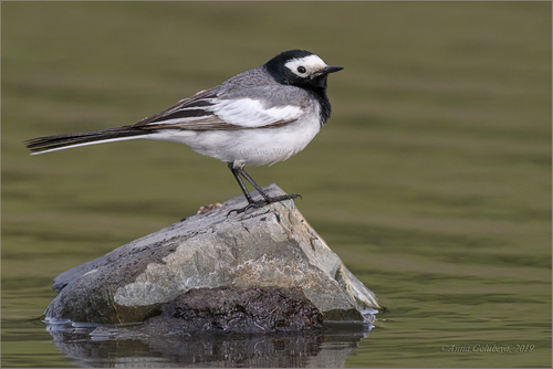 White Wagtail