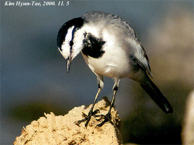 White Wagtail