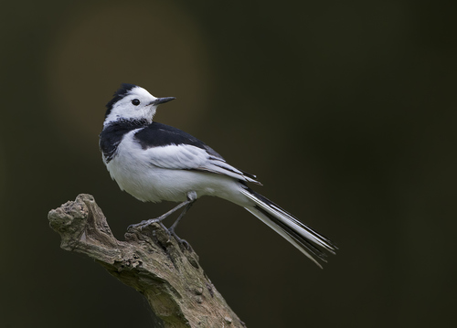 White Wagtail