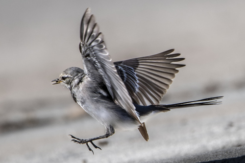 White Wagtail