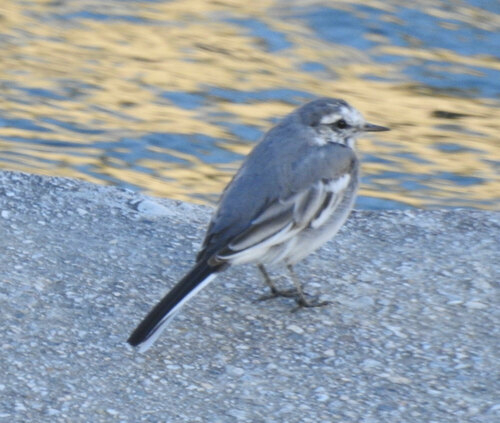 White Wagtail