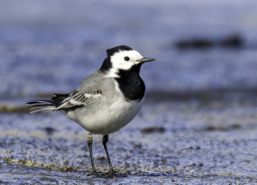 White Wagtail