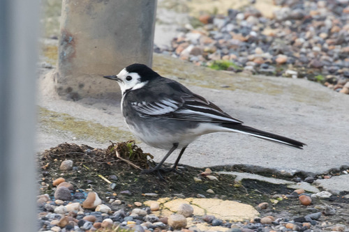 White Wagtail