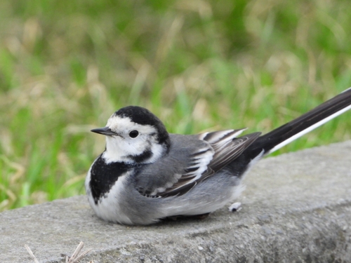 White Wagtail