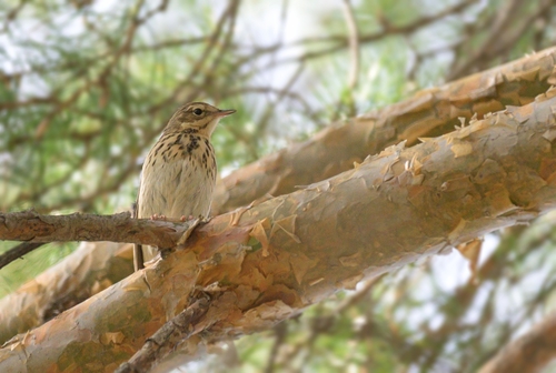 Tree Pipit