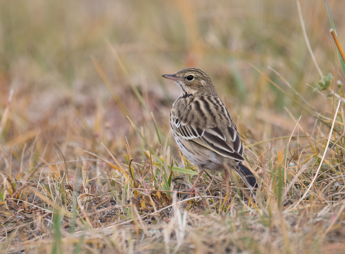 Tree Pipit