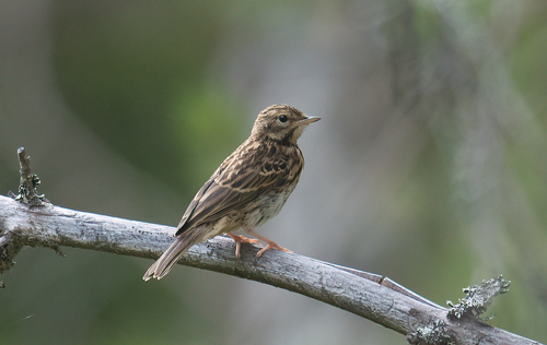 Tree Pipit