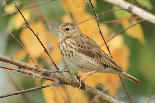 Tree Pipit