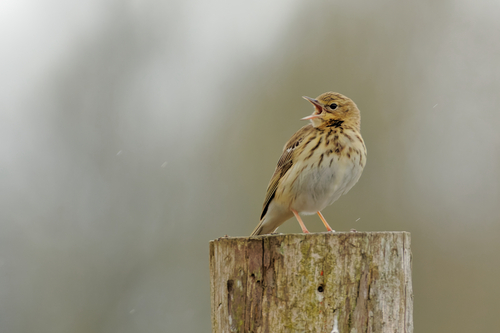 Tree Pipit