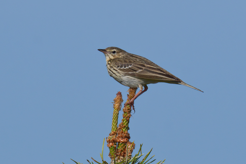 Tree Pipit