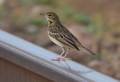 Tree Pipit