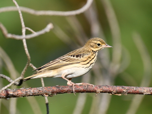 Tree Pipit