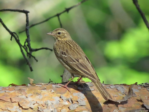 Tree Pipit