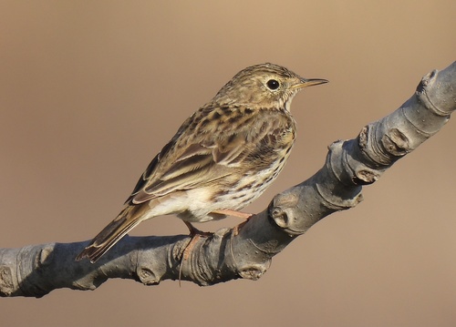 Meadow Pipit