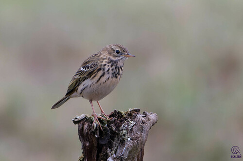 Meadow Pipit