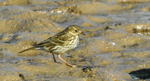 Meadow Pipit