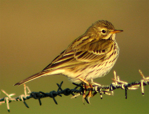 Meadow Pipit