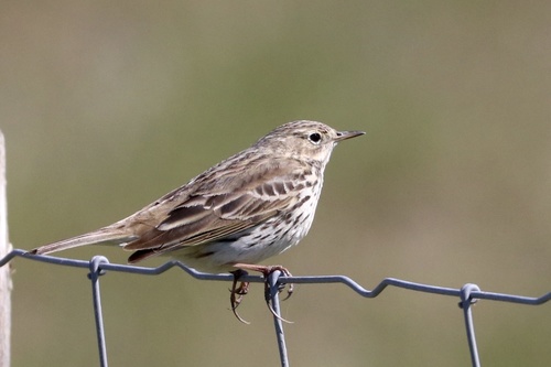 Meadow Pipit