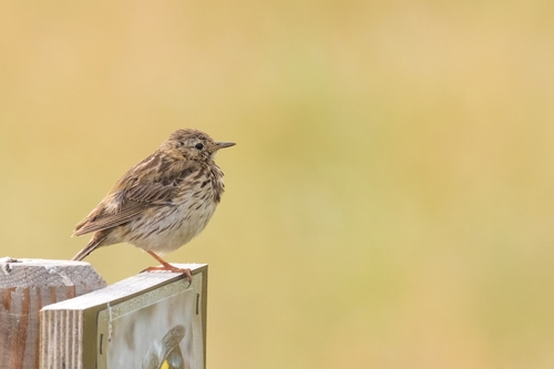 Meadow Pipit
