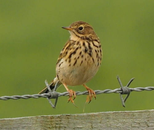 Meadow Pipit