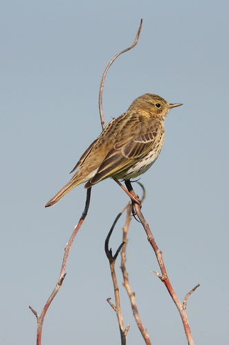 Meadow Pipit