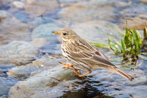 Meadow Pipit