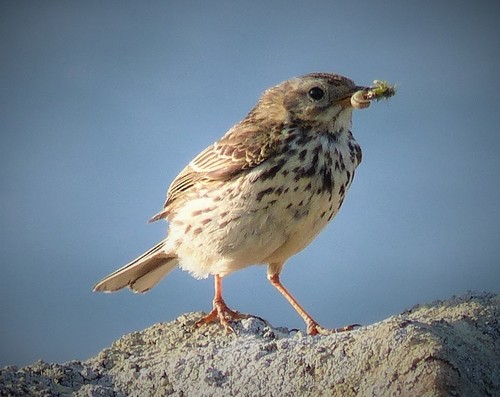 Meadow Pipit