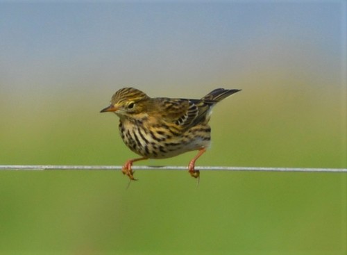 Meadow Pipit