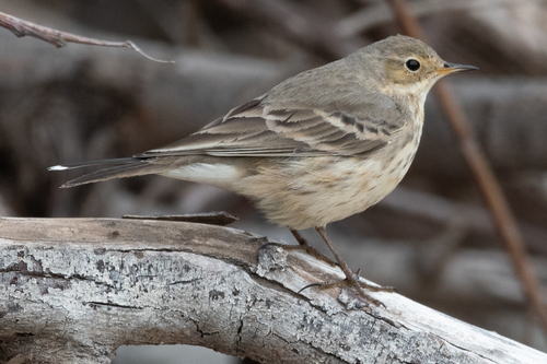 American Pipit