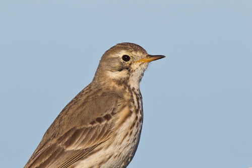 American Pipit