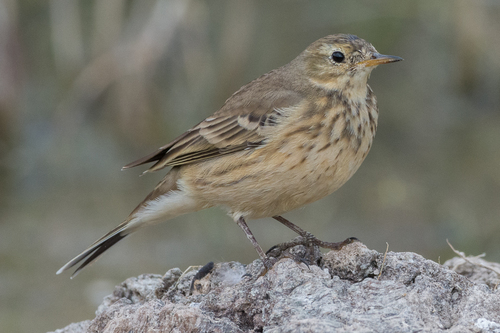 American Pipit