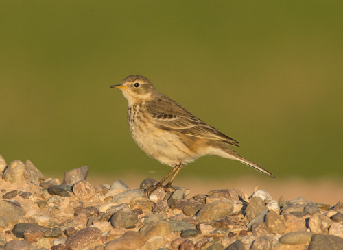 American Pipit