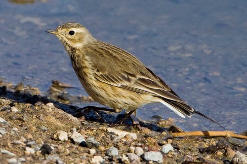 American Pipit