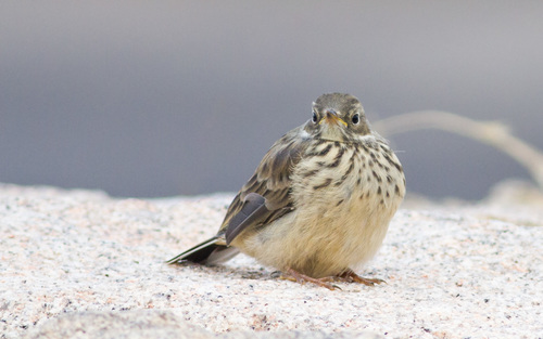 American Pipit