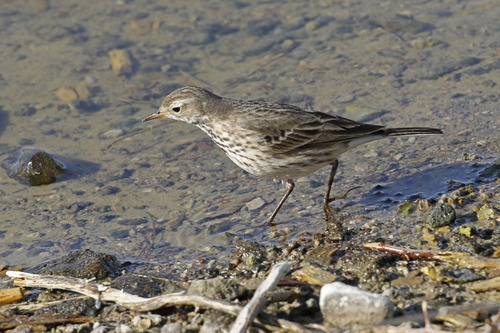 American Pipit