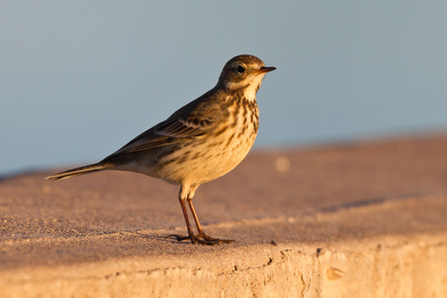 American Pipit