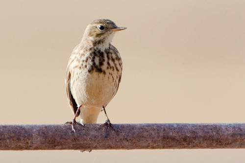 American Pipit