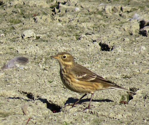American Pipit