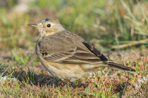 American Pipit