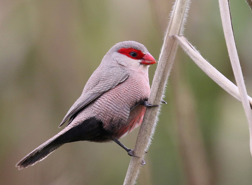 Common Waxbill