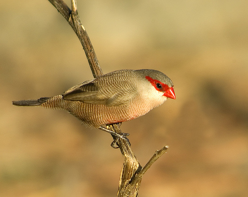 Common Waxbill