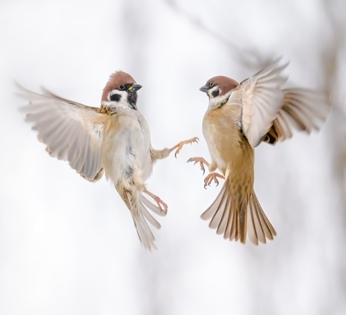 Eurasian Tree Sparrow