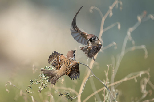 Eurasian Tree Sparrow