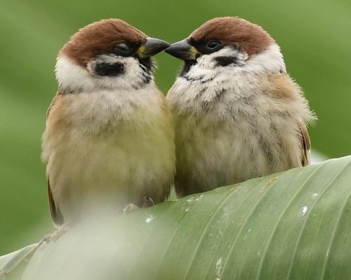 Eurasian Tree Sparrow