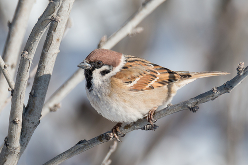 Eurasian Tree Sparrow