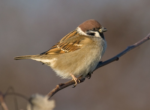 Eurasian Tree Sparrow